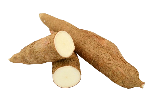 cassava